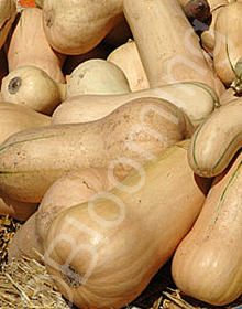 Cucurbita maxima (Butternut)
